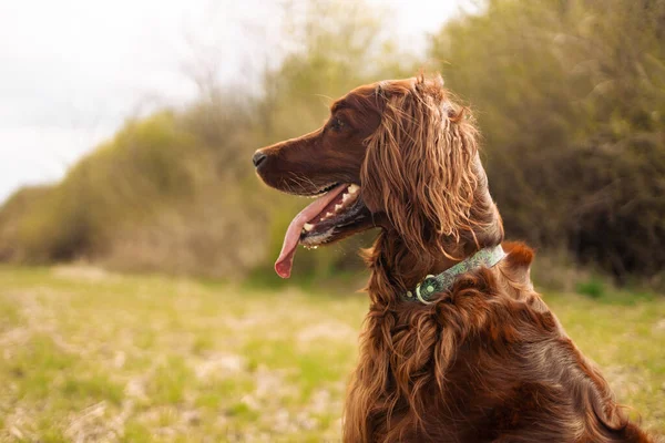 Irish Setter Dog Sits Nature Green Grass Looking Away Summer — стокове фото