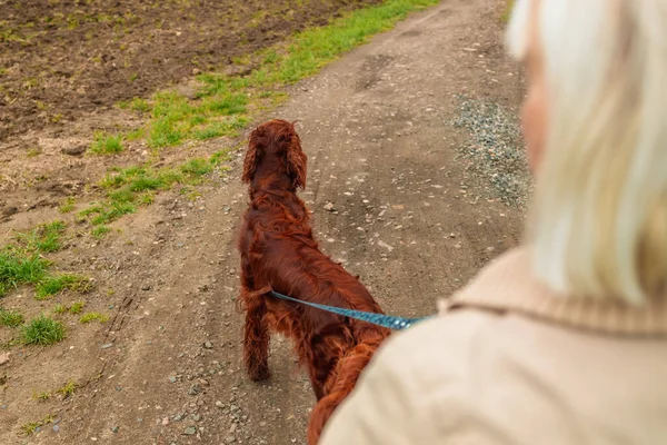 Rolig Joggingtur Med Hund Höstparken Kvinna Går Med Hunden Koppel — Stockfoto