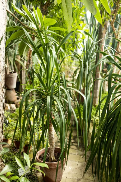 Uvnitř Skleníku Tropickými Rostlinami Deštnými Pralesy Botanický Konzervatoř Interiér Věčně — Stock fotografie