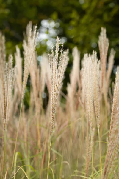 Abstracte Natuurlijke Achtergrond Van Zachte Planten Cortaderia Selloana Pampas Gras — Stockfoto