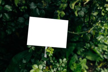 İsim etiketli yeşil eko doğa bitkisine yaklaş. Sağlıklı beslenme, bahçecilik ve organik 