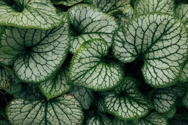 Saf gümüş yapraklar. Soyut yeşil yaprak dokusu, doğa arkaplanı