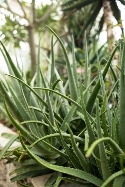 Eko bahçesindeki Aloe Vera Plant 'i kapatın. Bitkilerin soyut deseni