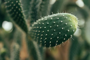 Yeşil kaktüs eko bahçesinde, gün batımında doğa arka planında. Yeşil evdeki kaktüs. 