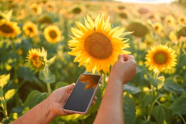 Çiftçi kadın elleri ay çiçeği üzerinde akıllı telefon kullanıyor.. 