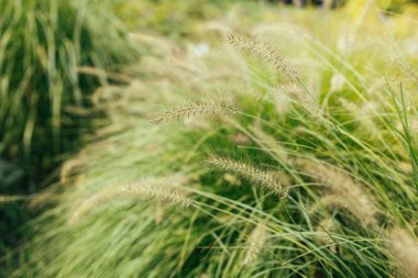 Yumuşak bitkilerin soyut doğal arkaplanı Cortaderia selloana. Pampas otları bulanık bir bokeh, kuru sazlıklar boho stili. Kışın uzun otların kabarık kökleri