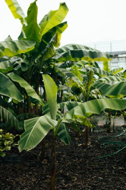 Taze muzlu organik muz tarlası. Organik alanlar arka planı.