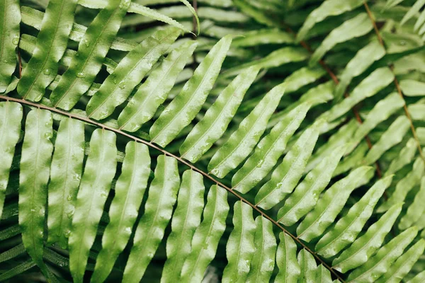 Close Natural Young Green Eco Fern Leaves Pattern Background Moody — Stock Photo, Image
