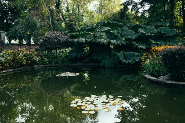 多様な緑の木の植物や低木 石の海岸と多くの装飾的な常緑樹の春と美しい小さな庭の池 デザインのための自然コンセプト — ストック写真