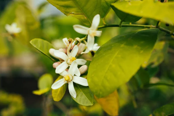 Orange blossom.Orange tree flowers on a branch close-up