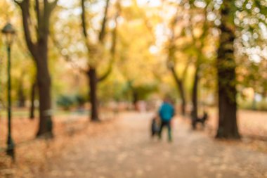 Turuncu sonbahar bokeh arka planında doğa ormanları bulanık. Mavili, tasarım elemanı. Güneş ışınları ile odaklanmış doğal sarı arkaplan 