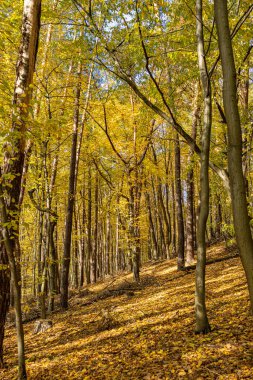 Sonbahar orman yaprakları, Kasım ayında sonbahar arka planında yer yüzüne düşer. 
