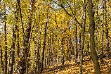 Sonbahar orman yaprakları, Kasım ayında sonbahar arka planında yer yüzüne düşer. 