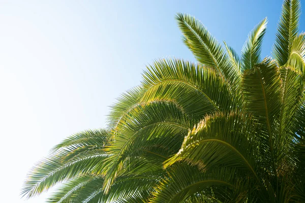 Palmeras Contra Cielo Azul Palmeras Costa Tropical Cocoteros Árboles Verano —  Fotos de Stock