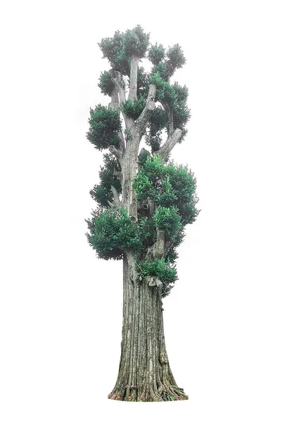 Drzewo Ogrodzie Odizolowane Białym Tle — Zdjęcie stockowe