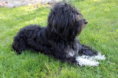 Çimlerin üzerinde yatan köpek