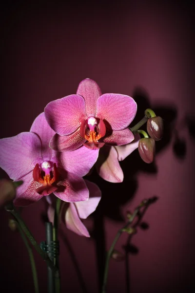 Mistery lilac orchids — Stock Photo, Image