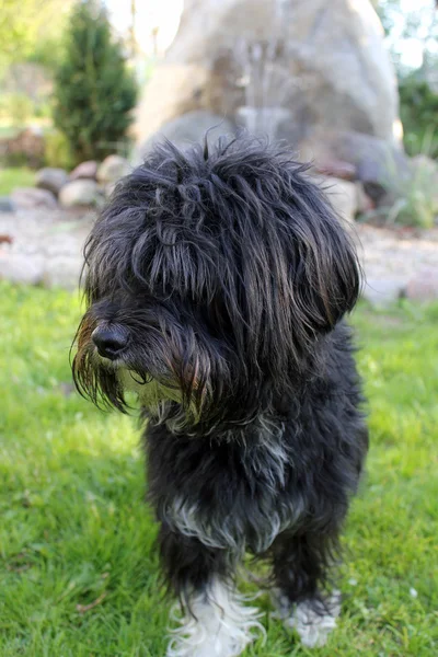 Cane in piedi sull'erba — Foto Stock