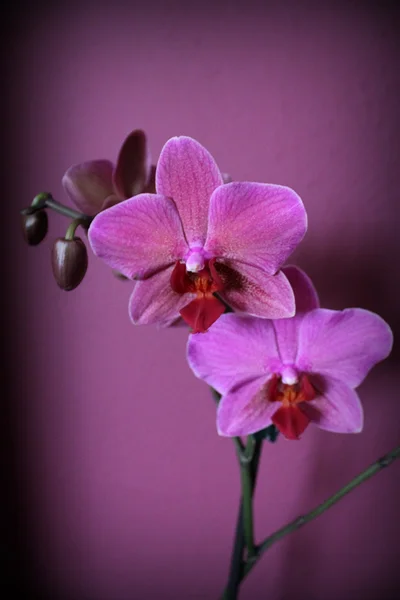 Mistery purple orchids — Stock Photo, Image