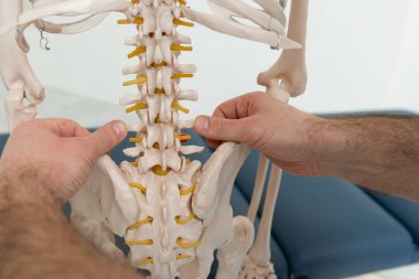 Doktor, insan iskeleti anatomik modelinin omurgasını işaret ediyor. Fizyoterapist eklem modelini açıklıyor. Kayropraktik uzmanı ya da osteopat insan vücudunun iskeletine işaret ediyor. Kemik anatomisi.