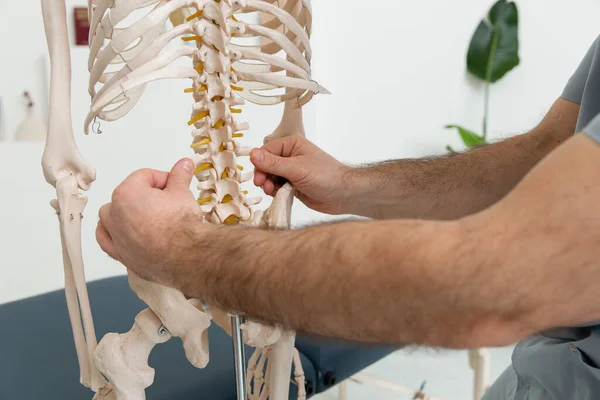 Doctor man pointing on pelvis of human skeleton anatomical model. Physiotherapist explaining joints model. Chiropractor or osteopath points to the skeleton of human body. Bones anatomy close up — Stock Photo, Image