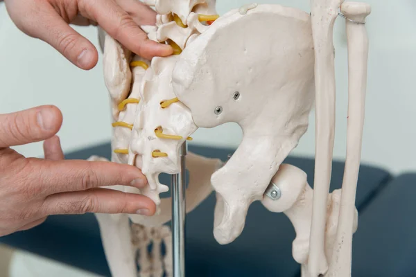 Доктор людина вказує на коксіс анатомічної моделі людського скелета. Фізіотерапевт пояснює модель суглобів. Хіропрактик або остеопат вказує на скелет людського тіла. Кістки анатомії крупним планом — стокове фото