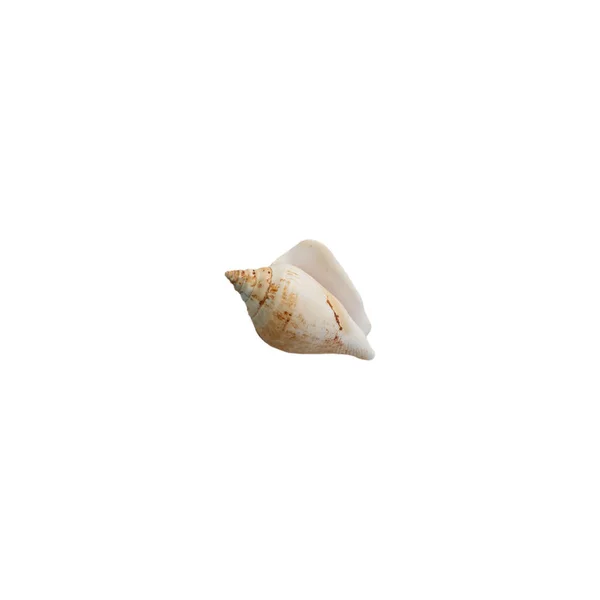 Shell White Background High Quality Photo Shell White Background Picture — Stock Photo, Image