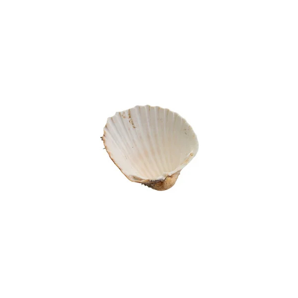 Shell Sfondo Bianco Foto Alta Qualità Della Conchiglia Sfondo Bianco — Foto Stock