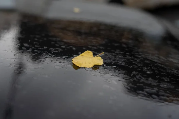 Yellow leaf on wet car roof. Autumn mood picture