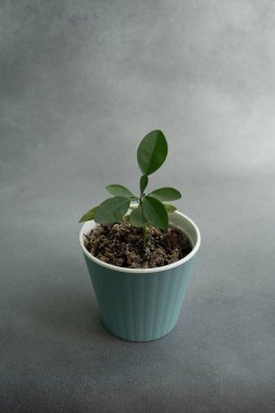 Gri arka plandaki saksıda Pomelo ağacı var. Yüksek kalite fotoğraf