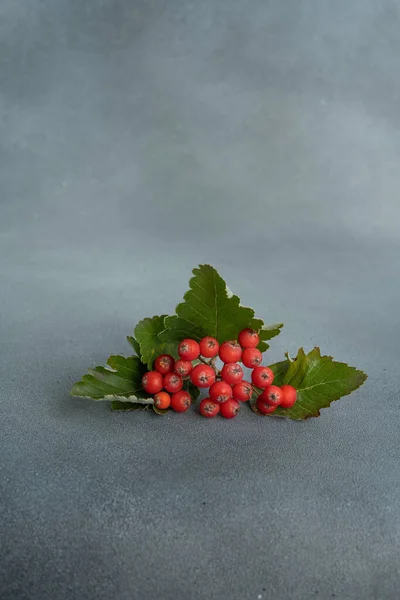 High Quality Picture Rowan Branch Gray Background — Stock Photo, Image