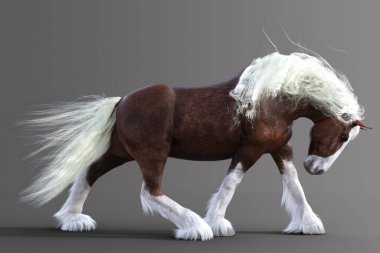 Clydesdale Atı izole edilmiş arkaplanda