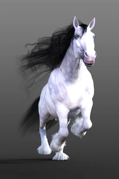 Clydesdale Horse Springt Auf Isoliertem Hintergrund — Stockfoto
