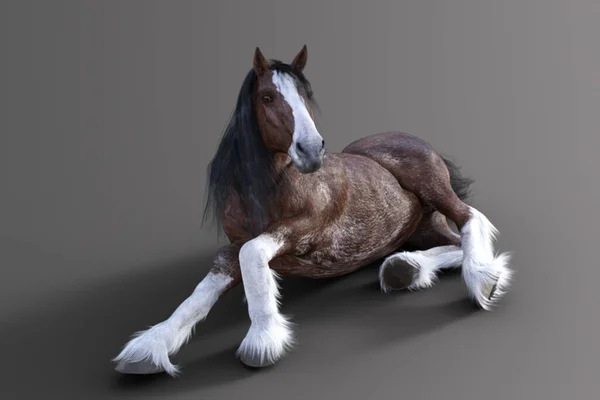 Clydesdale Horse Leżący Odosobnionym Tle — Zdjęcie stockowe