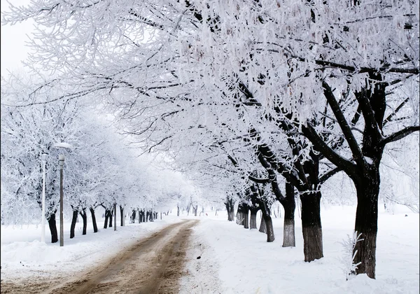 Árboles a lo largo de la carretera en invierno Fotos de stock