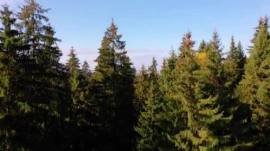 Polonyny Ukrayna dağları. Çiftlik hayvanları için otlaklar, yaz için yüksek köylerden dağlara tırmanırlar..