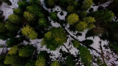 Polonyny Ukrayna dağları. Çiftlik hayvanları için otlaklar, yaz için yüksek köylerden dağlara tırmanırlar..