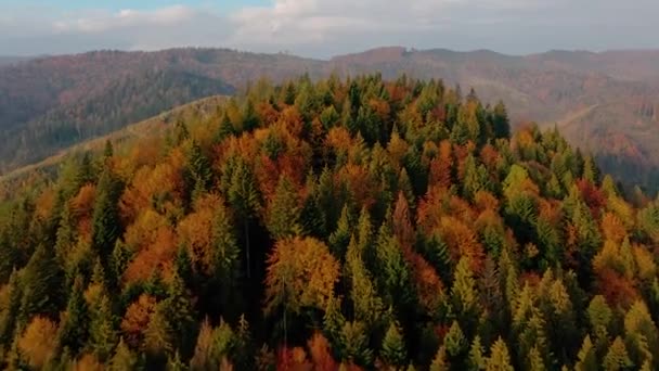 Poloniny Montañas Ucranianas Lugares Pastoreo Para Ganado Que Sube Las — Vídeo de stock