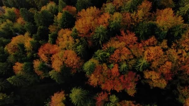 Polonímia Montanhas Ucranianas Lugares Pastagem Para Gado Que Sobe Das — Vídeo de Stock