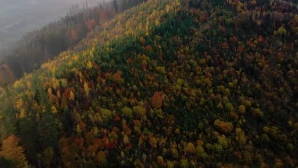Munții Polonezi Ucraineni Locuri Pășunat Pentru Animale Care Urcă Din — Videoclip de stoc