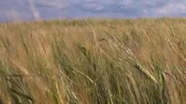 Mısır tanelerinin kulaklar