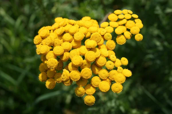 Gele bloem — Stockfoto