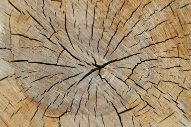 Kesilmiş ağaç gövdesinin ahşap dokusu