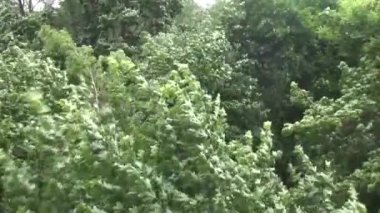 güçlü Rüzgar yeşil ağaçların başında yakalamak