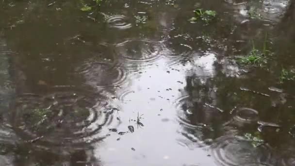 Капли дождя падают на лужу в парке — стоковое видео