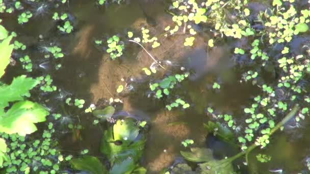 Tadpoli e larve nell'acqua di palude — Video Stock