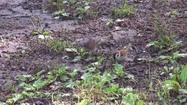 Vogel steelt voedsel sparrow — Stockvideo