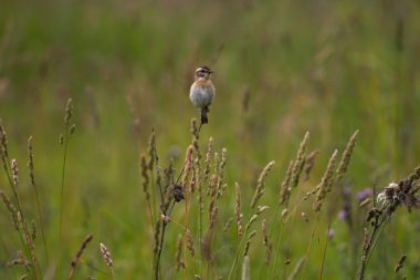 Whinchat bir çiçek sapı üzerinde