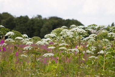Aşırı büyümüş Heracleum sosnowskyi