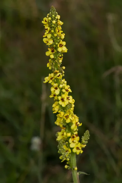 Flores silvestres amarillas — Foto de Stock